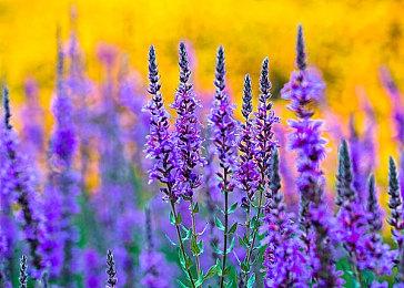 NS《毘卢遮那战姬 ～源平飞花梦想～》中文版正式发售，中文版官网即日公开！