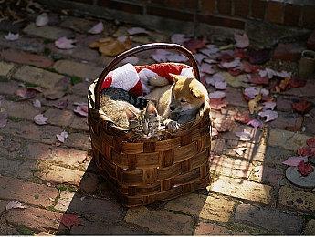 DMA工作室曾以为所有开发的游戏中 GTA会是最失败的