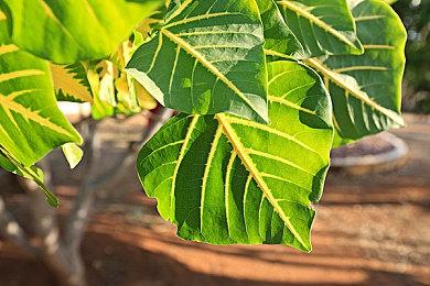 《战地2042》技术测试8月12日开启 PC配置需求公布